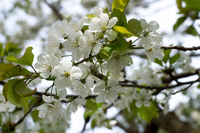 大樱桃花 大樱桃花